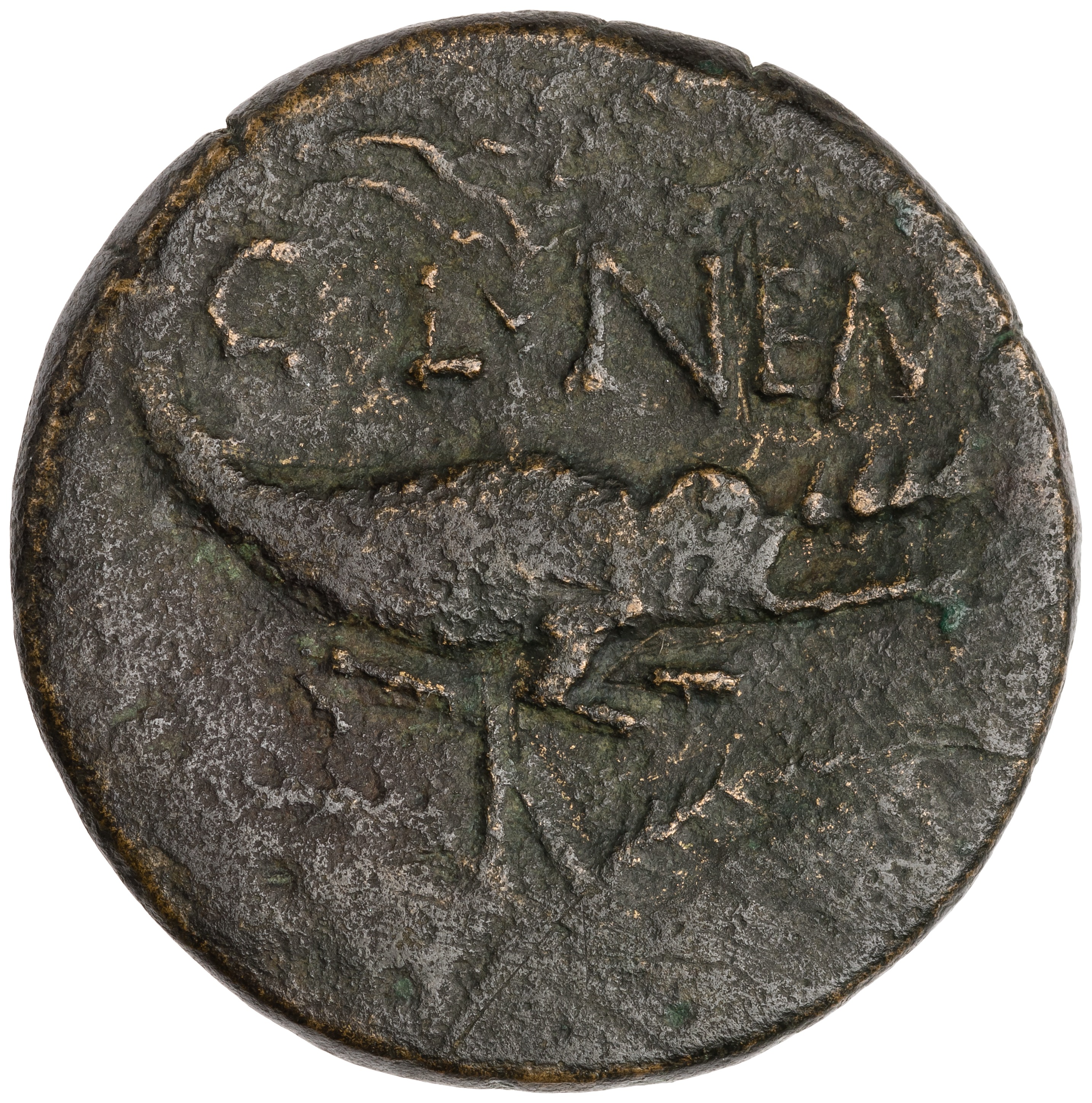 Agrippa As, Crocodile reverse (RIC I Augustus 155) | NumisLens