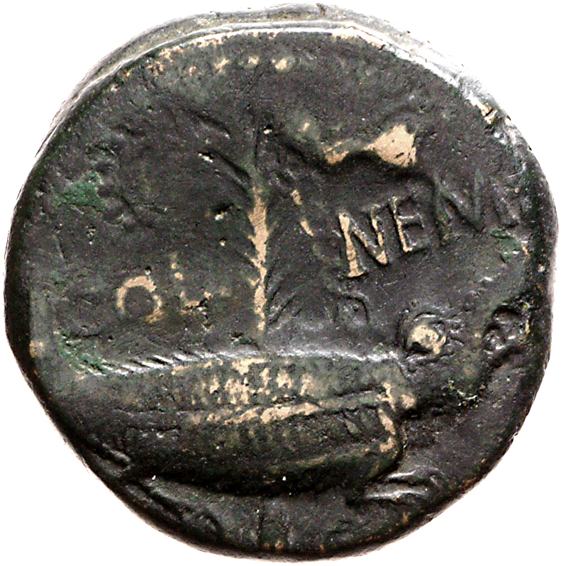 RIC I (second edition) Augustus 159 Augustus reverse, Crocodile chained to palm-shoot with short dense fronds and tip left...