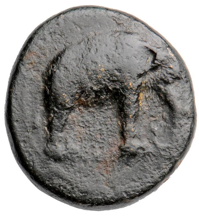 HOUGHTON Seleucid Coins (part 1) 35 Seleucus I obverse, Elephant standing right